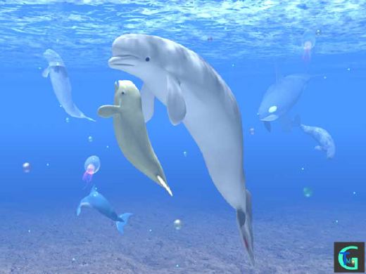 �C���J�Ȃǂ̂b�f