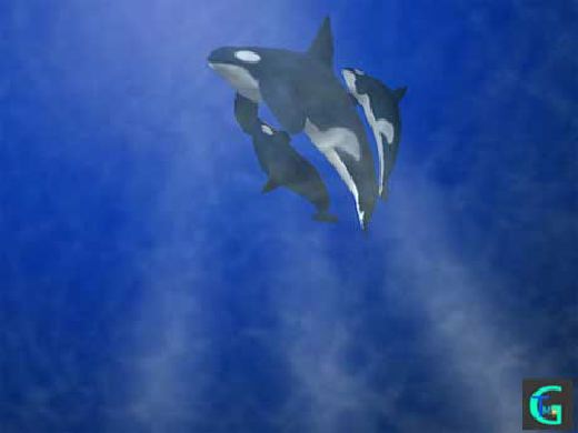 �C���J�Ȃǂ̂b�f