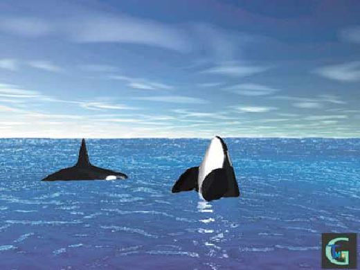 �C���J�Ȃǂ̂b�f